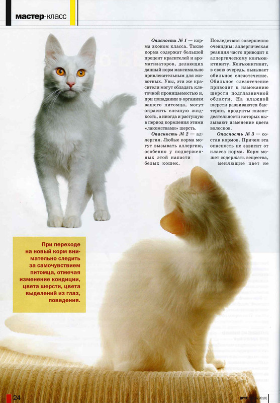 Друг кошек № 7 2010-25