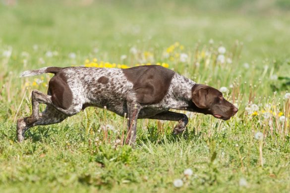hunting-dogs-pointer-585x390