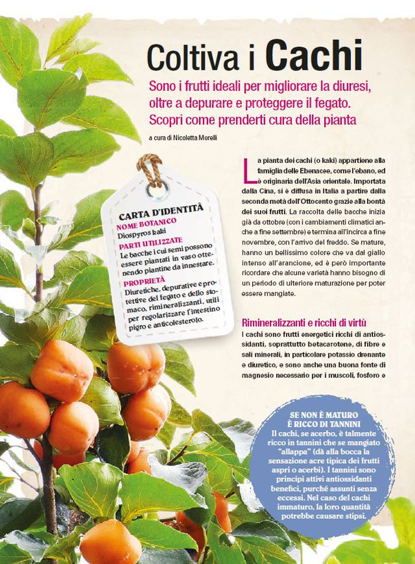 Cur Mang Ott 2021 (7)