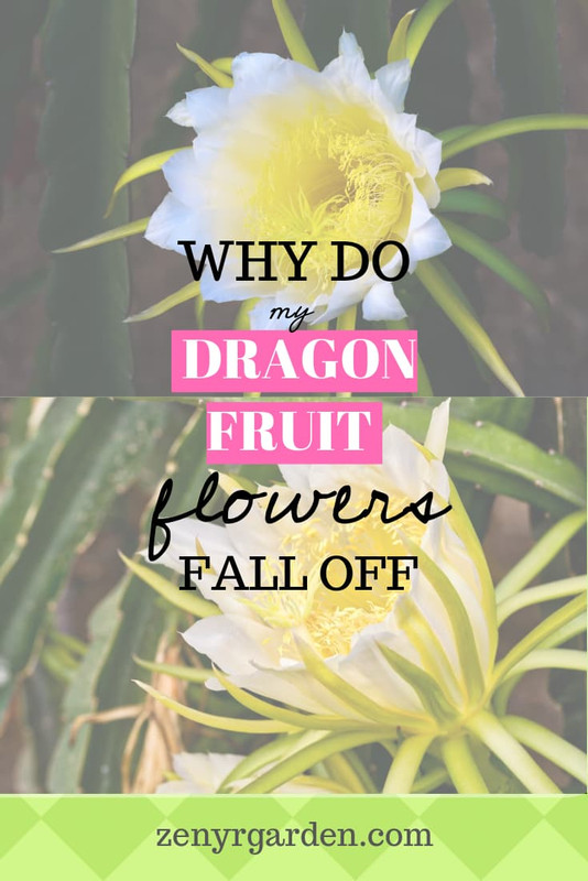 dragon-fruit-flowers-falling-off.jpg