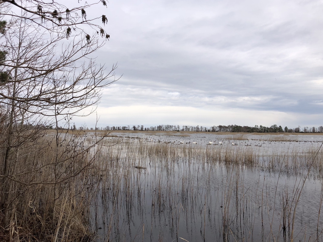 Lake-Mattamuskeet-ducks-geese-and-swan-1-31-24.jpg