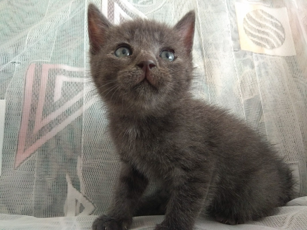 Дымчатый1_7-1