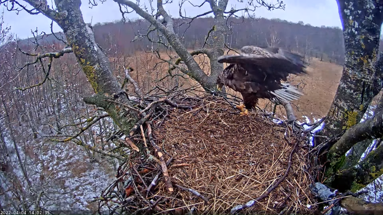 Merikotkas__Haliaeëtus albicilla 14-52-46 screenshot