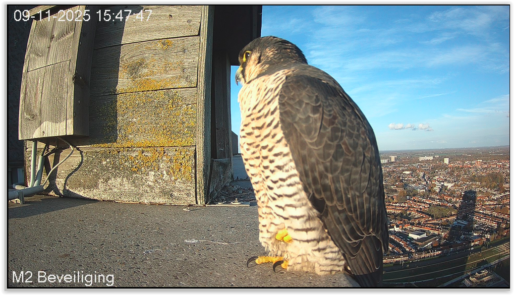 Screen Shot 11 09 25 at 03 47 PM