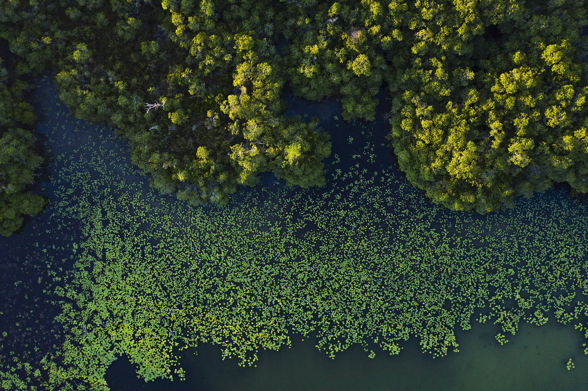 Descubren asombroso bosque de manglares entre México y Guatemala