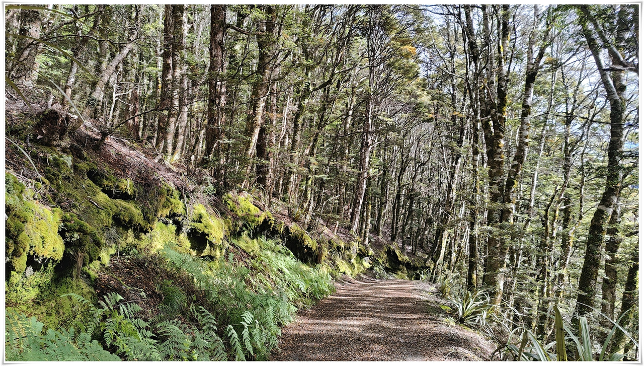 Kahurangi NP: Tableland/Mt Arthur Circuit (abril 2023) - Escapadas y rutas por la Nueva Zelanda menos conocida (3)