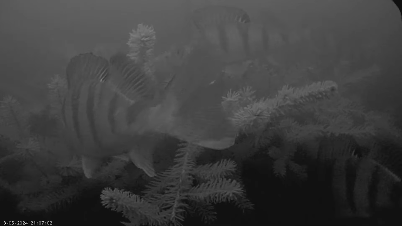 Zivju nārsts Daugavā 2024 10-56-21 screenshot