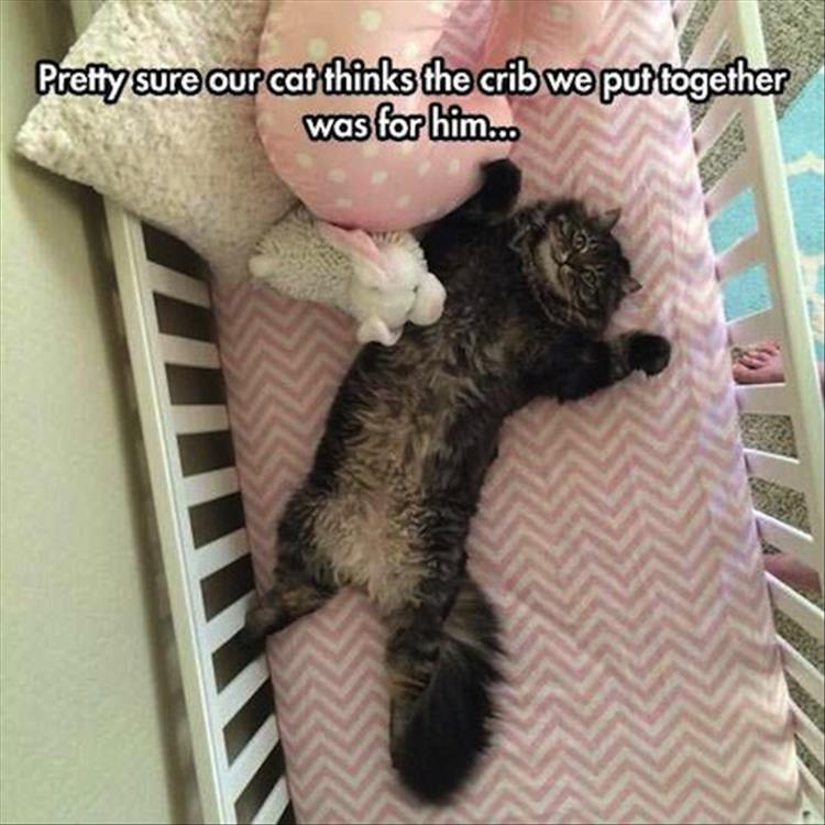 cat_thinks_new_baby_bed_is_for_him.jpg