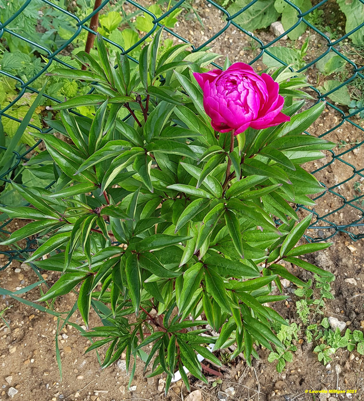 Blossoming 3