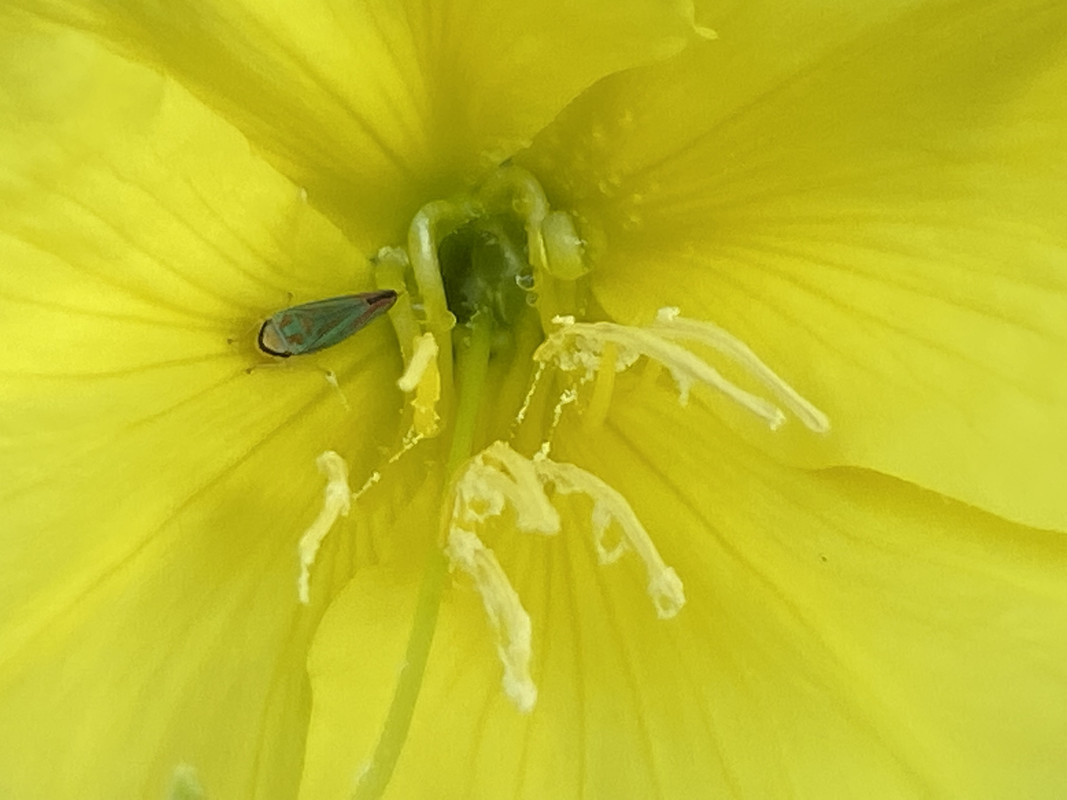 Evening Primrose