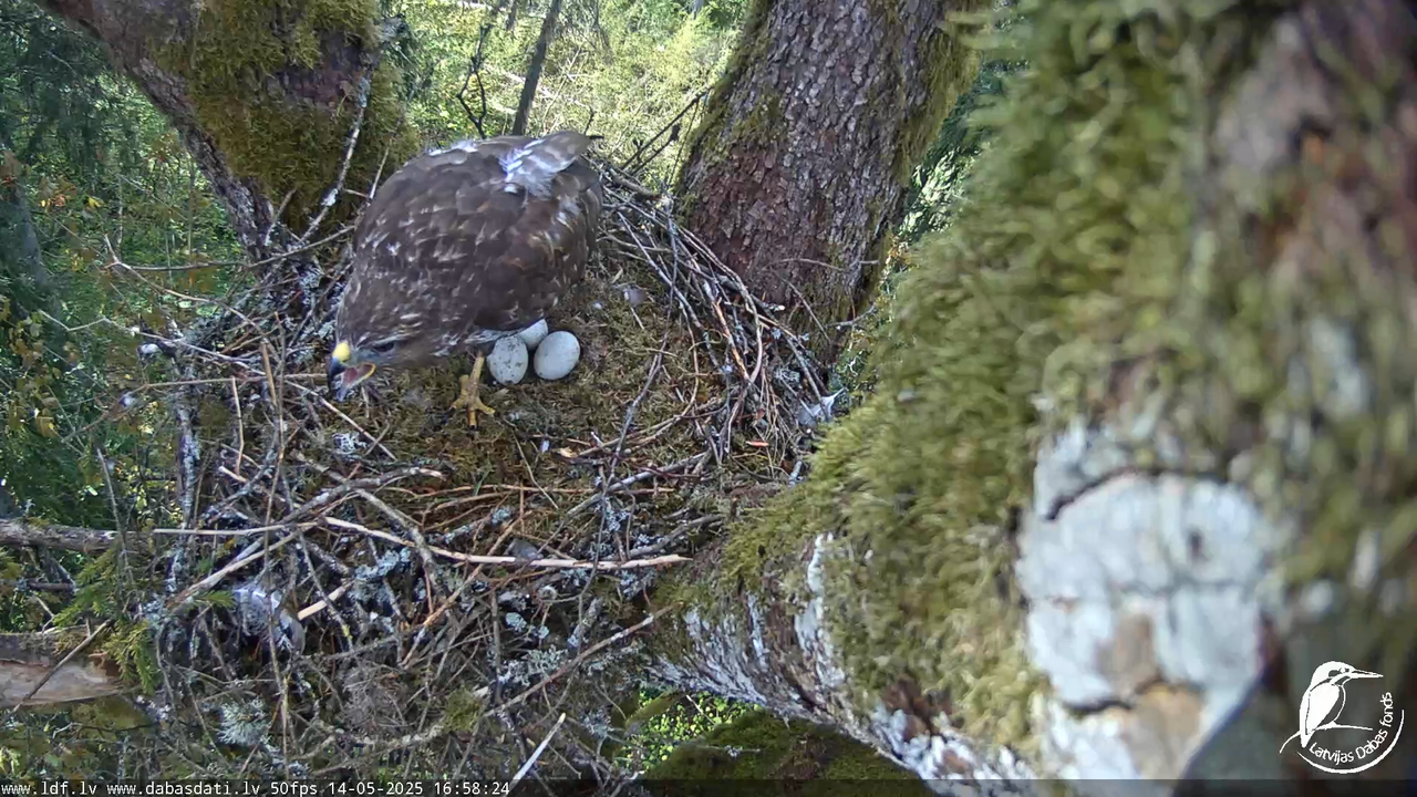 Melnās klijas (Milvus migrans) Kurzemē_ peļu klijāni (Buteo buteo) 13-16-14 screenshot