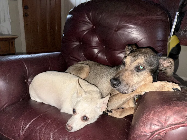 Perla and Chuy cuddling together