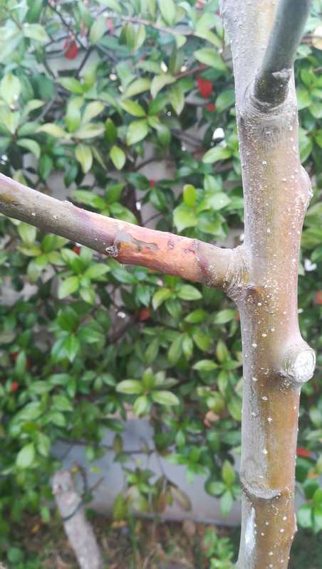 IMG-20191125-WA0065