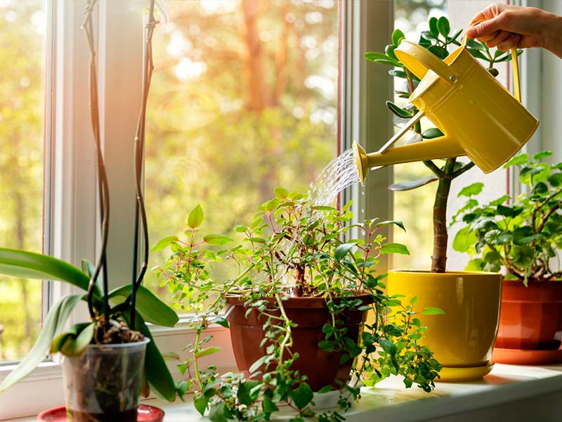 Каким образом температура воздуха влияет на здоровье растений в доме