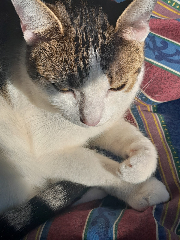 My-sleepy-cat.jpg