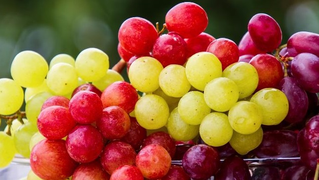 Conures Eat Grapes