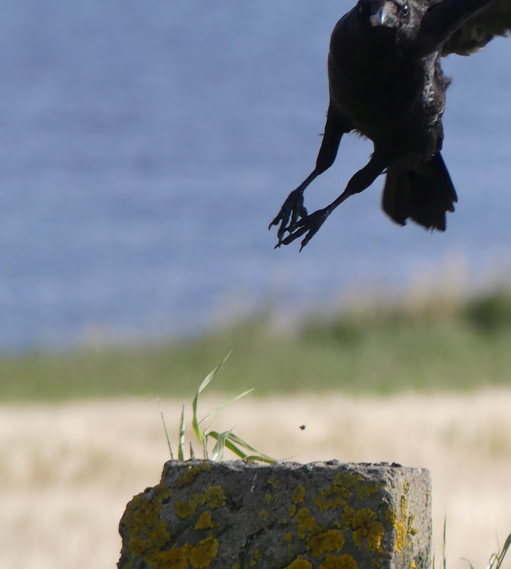 CROW TOO LATE 110824