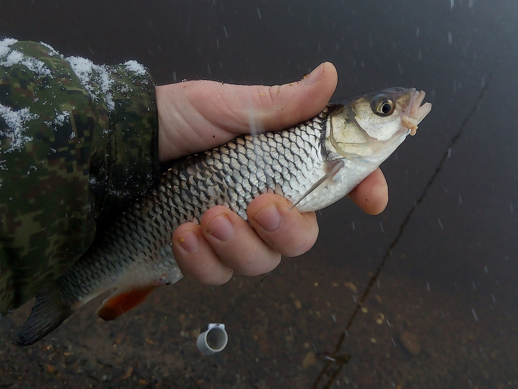 Добрянка 11.01.16 06