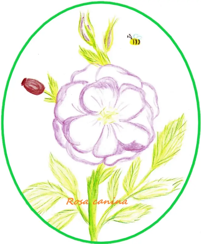 Rosa Canina