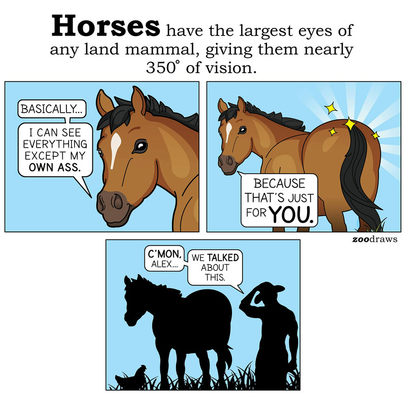 Horse a
