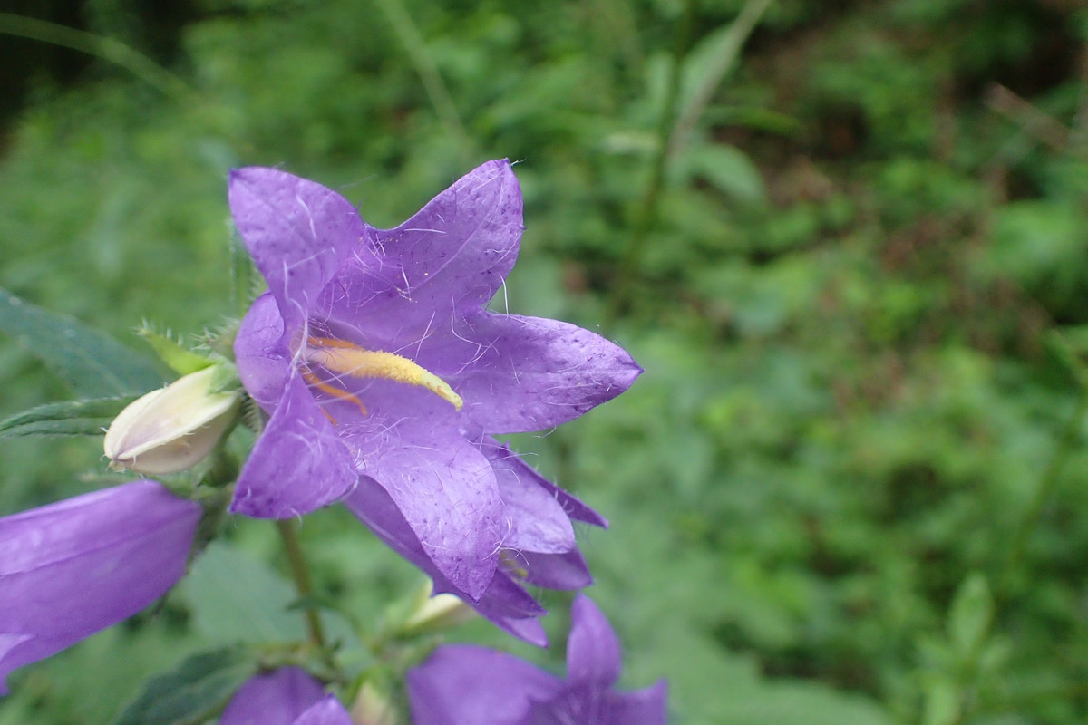 2019_0714VTACNIK_TG0022
