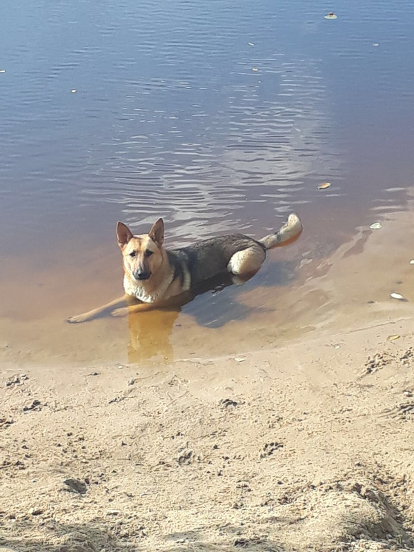 рыжий метис4