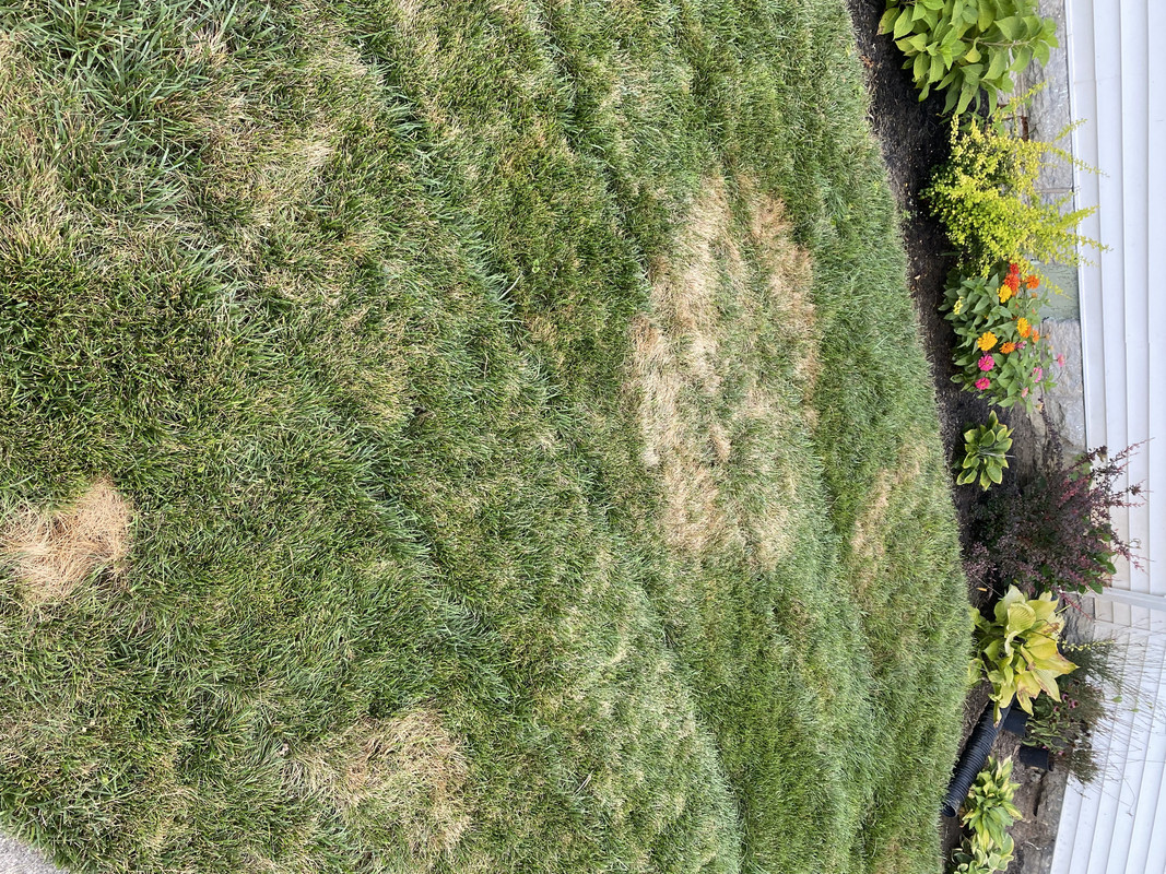 Lawn_Photo3