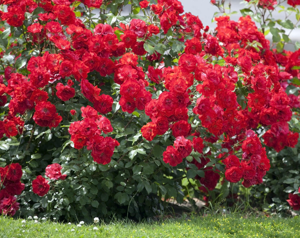 Розы-кустарники как вырастить в своём саду
