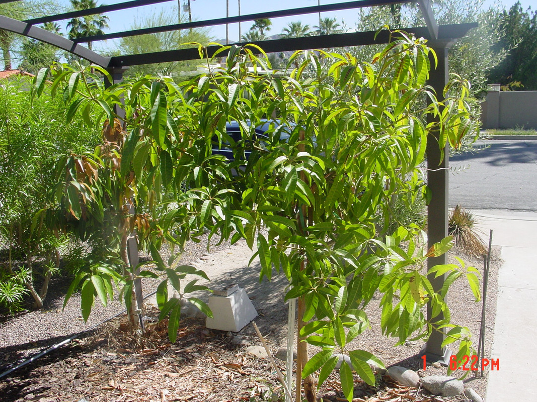 Bombay (rt. front) 031215