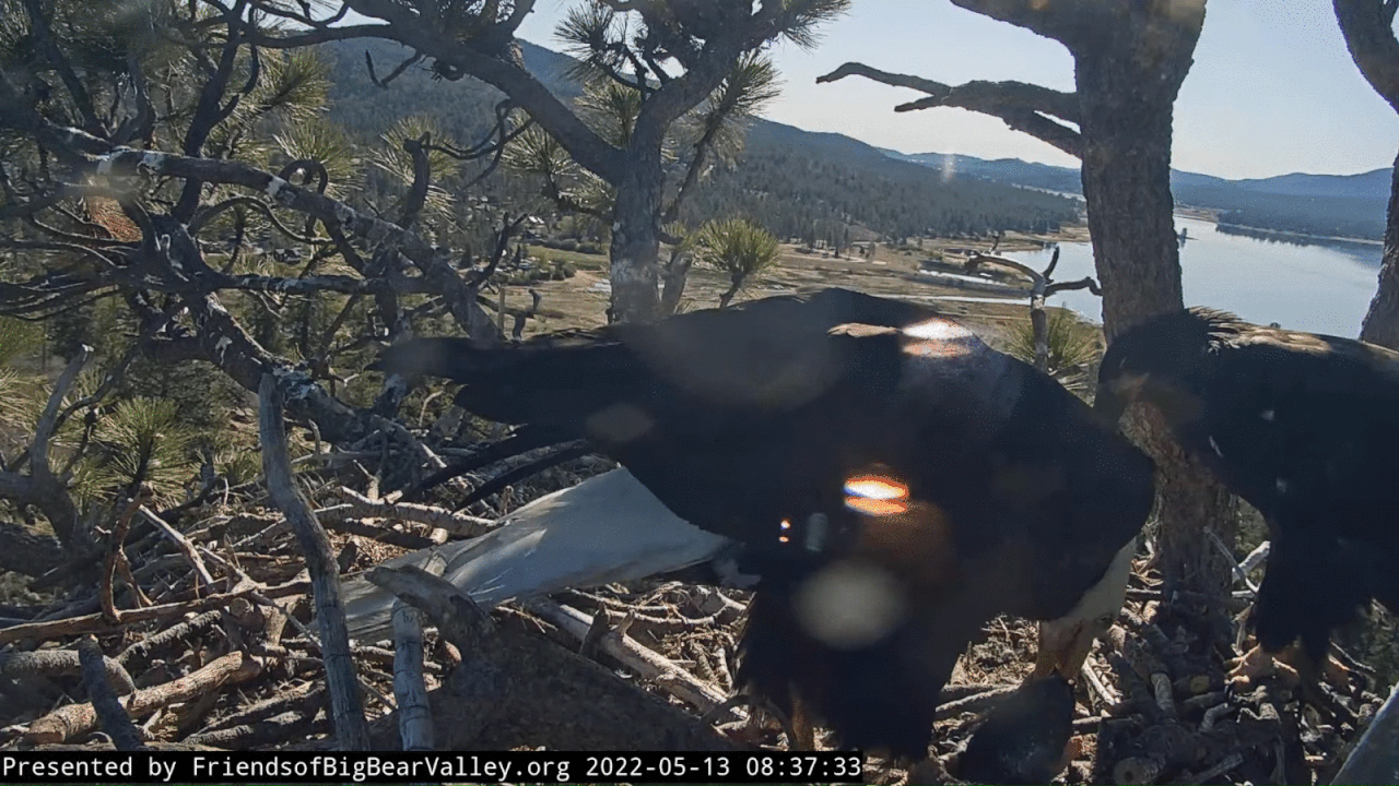 Webp.net-gifmaker (4)