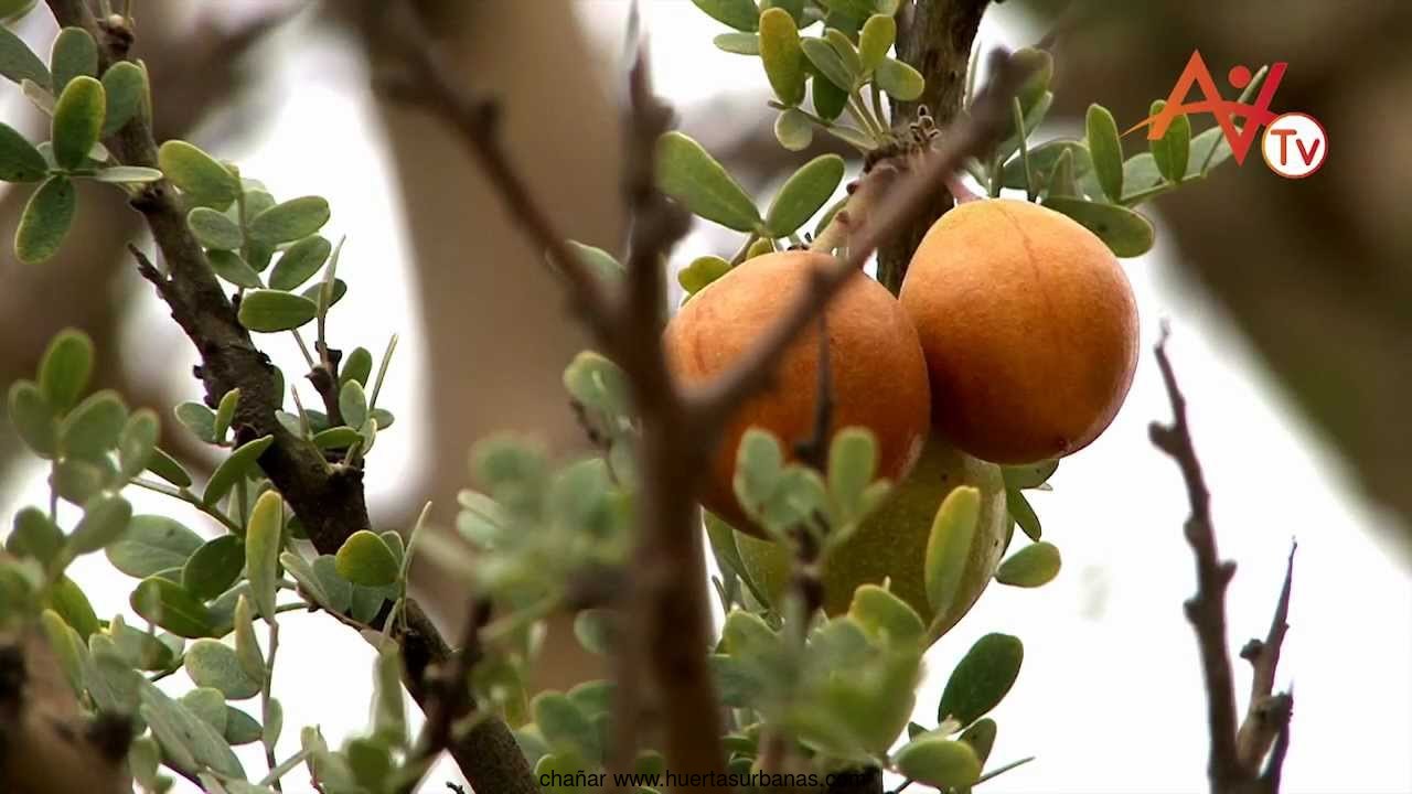 Huertasurbanas_com-maxresdefault.jpg-20211209_162910chañar