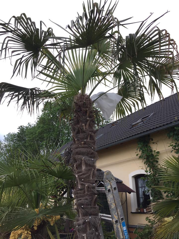 Trachycarpus fortunei, část 2 - Stránka 16 61632364-2179004712148679-8609977383304298496-n