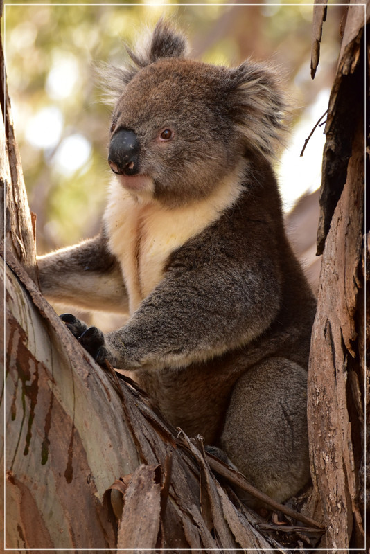 Australia (I): toma de contacto - Blogs de Australia - Introducción (8)