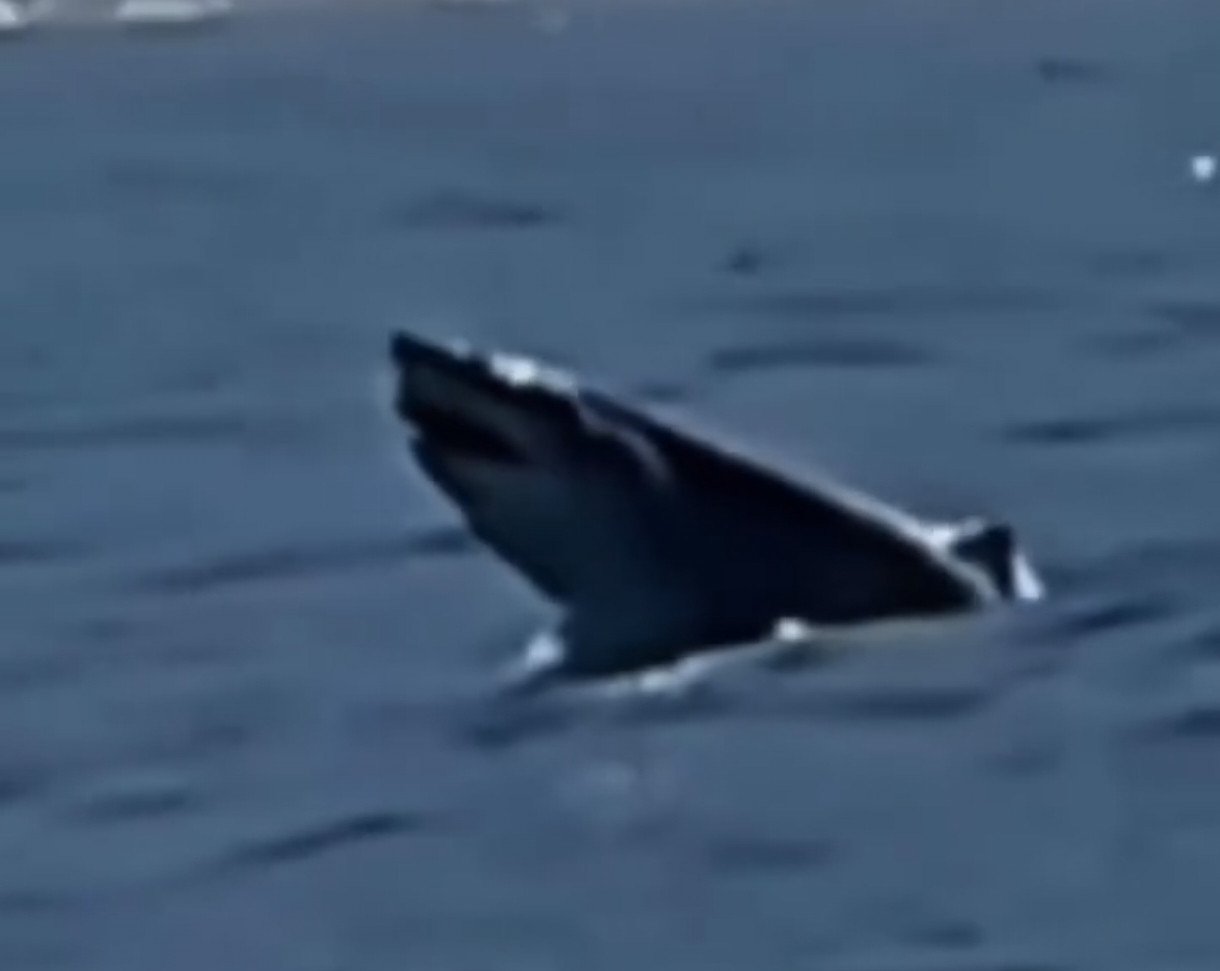 Tubarão de grande porte é flagrado saltando fora d’água durante navegação no canal de Ilhabela
