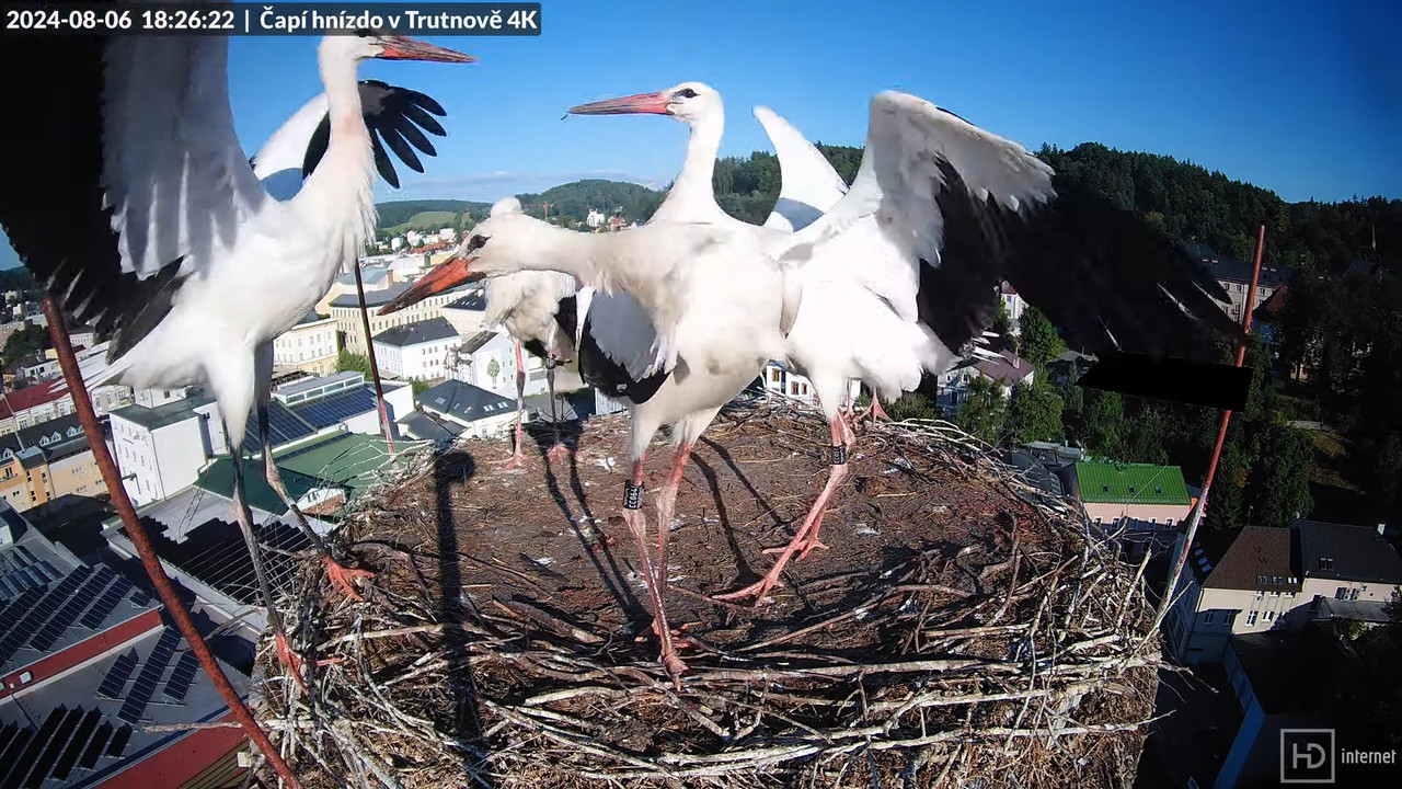 Tiešraidē no stārķa ligzdas uz alus darītavas skursteņa Trutnovā 15-6-38 screenshot