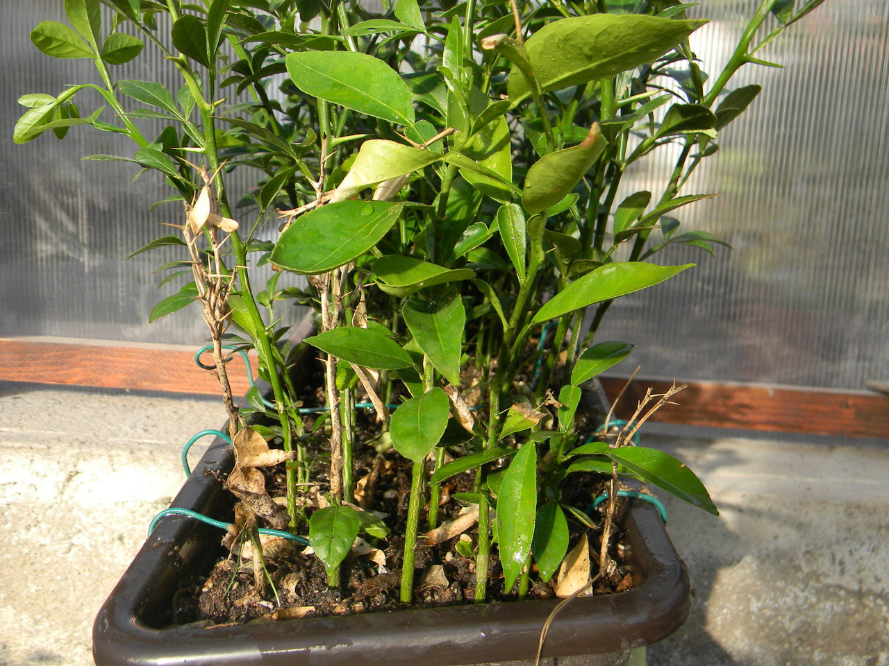 Premik in container