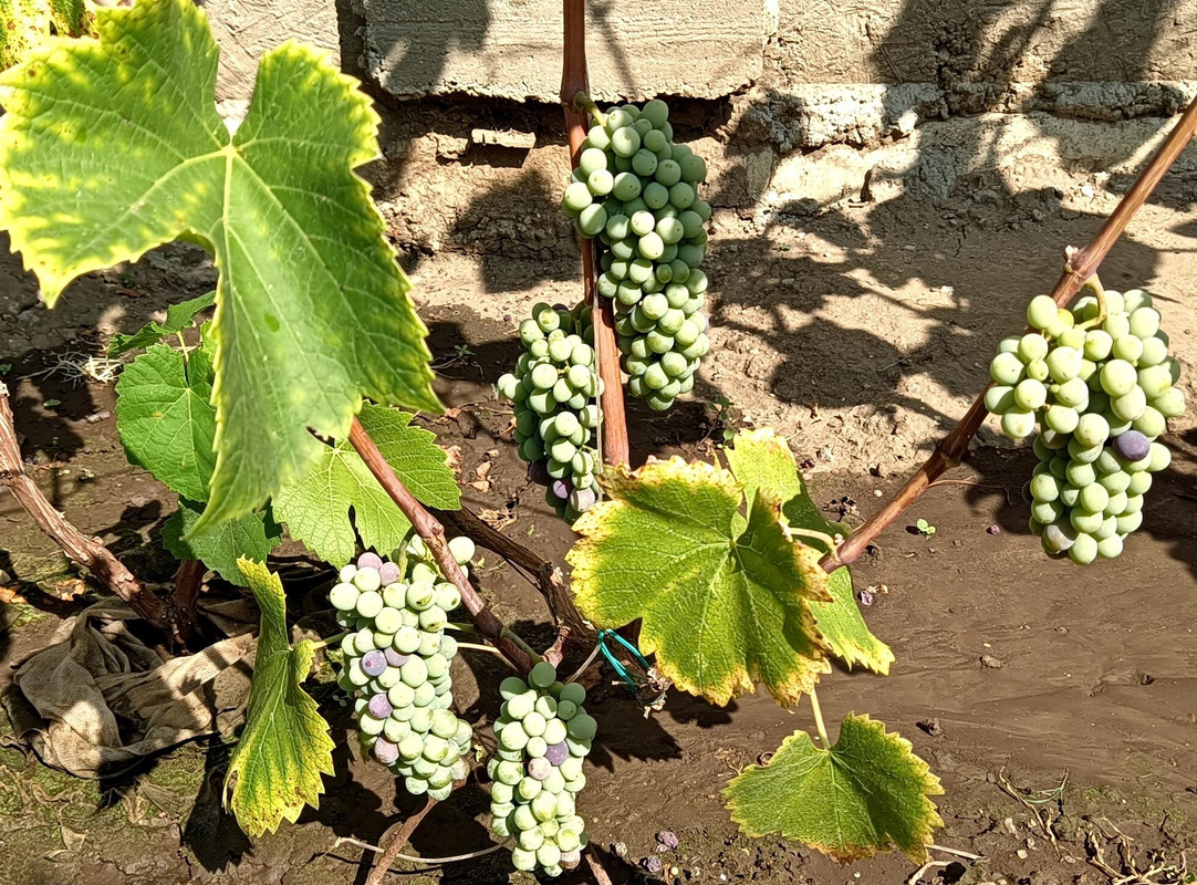 Оджалеши  20230814_144126