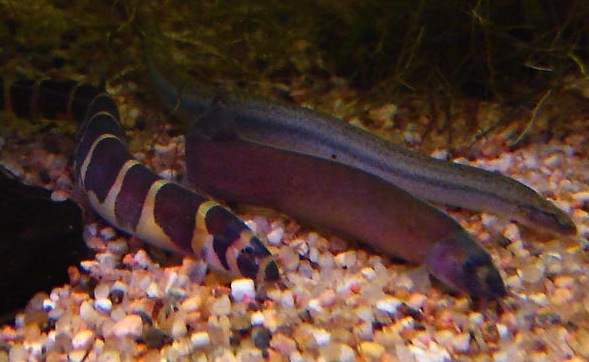 F83E25A70CA974D4F4775A6945C788A7_full