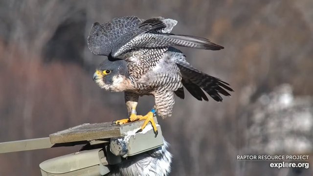 Great spirit bluff Falcons Przechwytywanie-w-trybie-pe-noekranowym-20-02-2024-182537