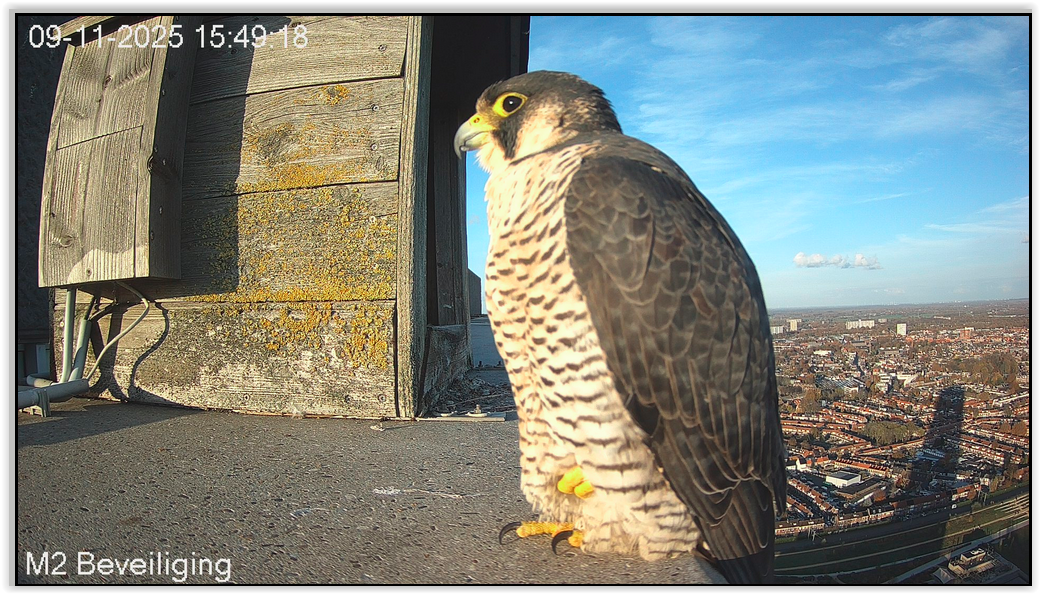 Screen Shot 11 09 25 at 03 49 PM