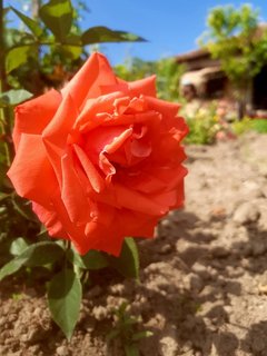 IMG_0382