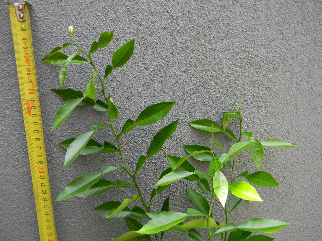 N1-3V- F2 JB_Pre grafted 2 flowers 26.6.2021