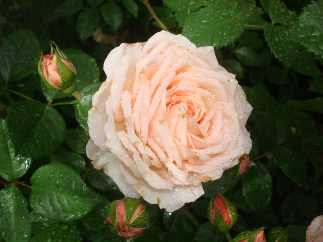 DSC01301