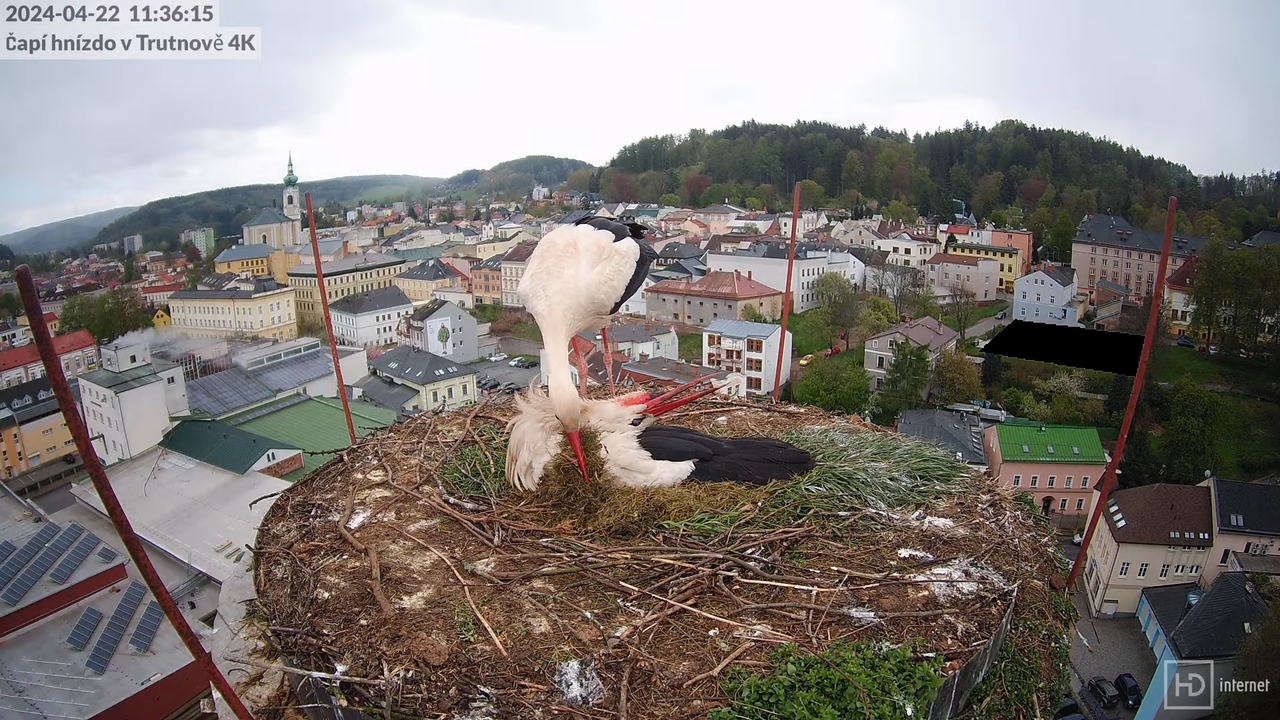 Tiešraidē no stārķa ligzdas uz alus darītavas skursteņa Trutnovā 10-22-35 screenshot
