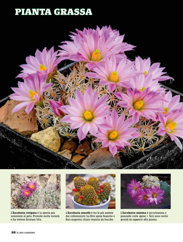 Il Mio Giar Mag-Giu 2020 (9)