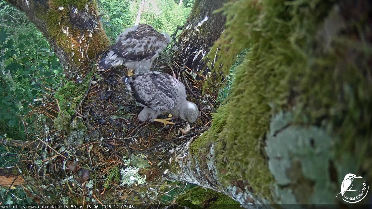 Melnās klijas (Milvus migrans) Kurzemē_ peļu klijāni (Buteo buteo) 14-20-32 screenshot
