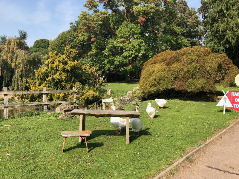 garden-centre-white-geese.jpg