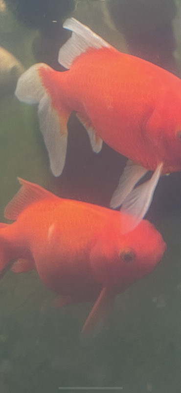 ABD0250C-22FA-4DC8-BA74-4B0E082AA534