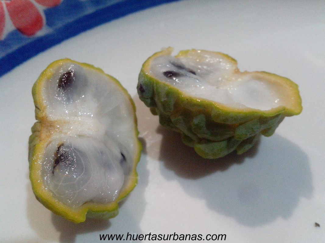 huertasurbanas_com_20180417_210815annona_parviflora_-0