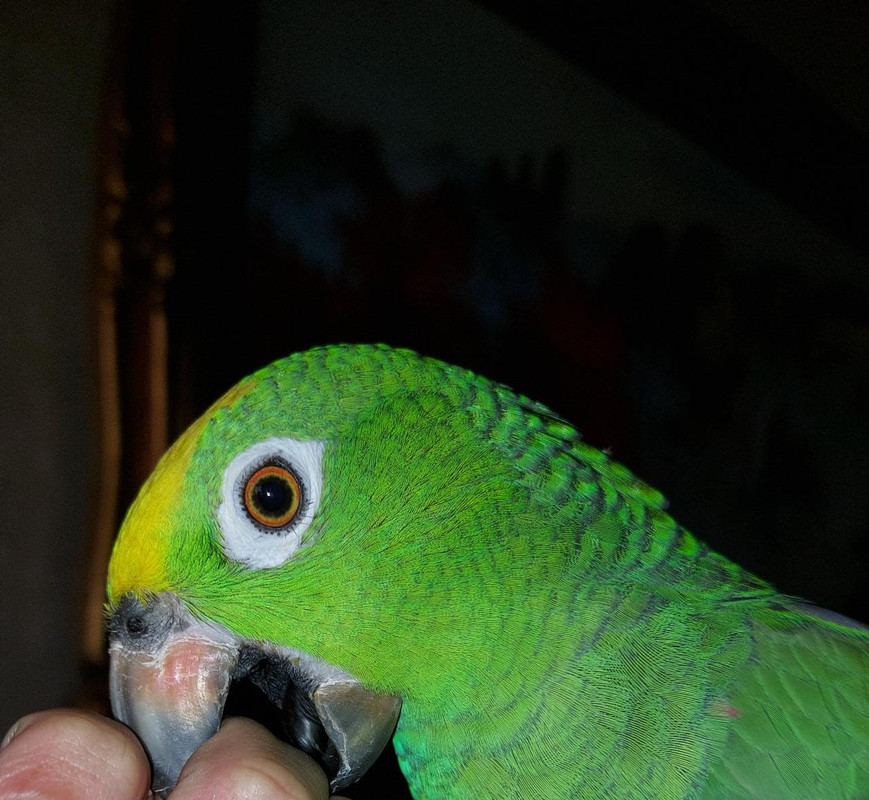 صورة